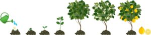 Cultivo de limón - Etapas fisiológicas