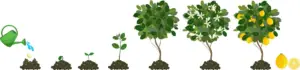 Cultivo de limón - Etapas fisiológicas