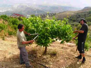 Cultivo de limón - Poda del limonero