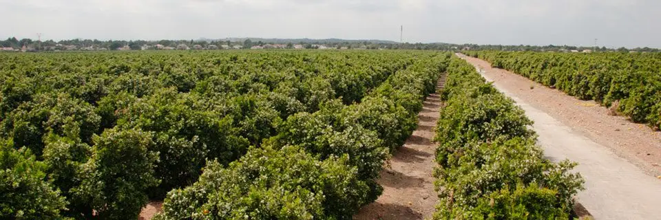 Planicie cultivada con limón
