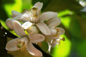 Cultivo de limón