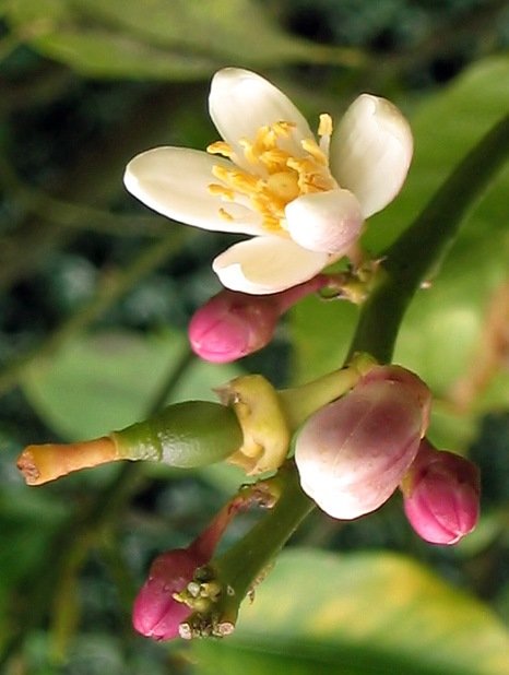 Una flor y la formación de un fruto de limón