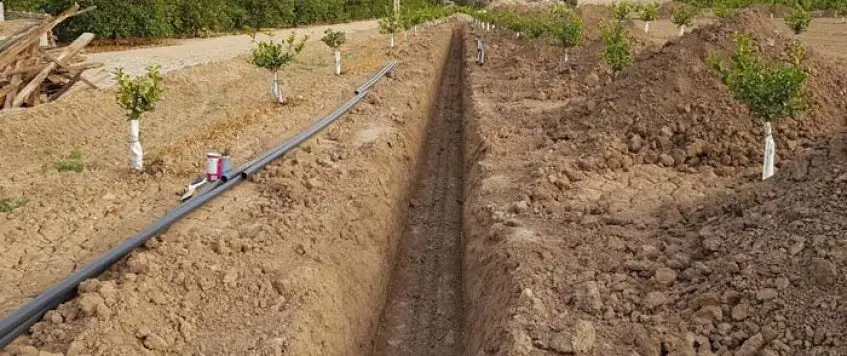 Una franja en tierra para la colocación de manguera de riego en cultivo del limón