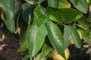 Cultivo de limón