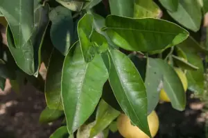 Cultivo de limón