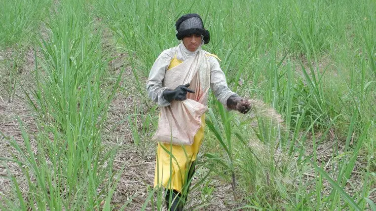 Cultivo de arroz - Fertilización nitrogenada en arroz