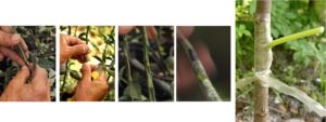 Cultivo de limón