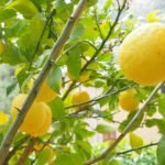 Cultivo de limón