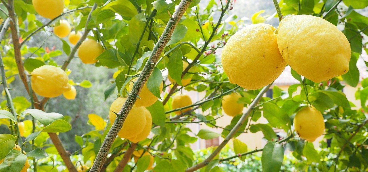 limones amarillos y ramas
