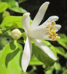 Flor de limón