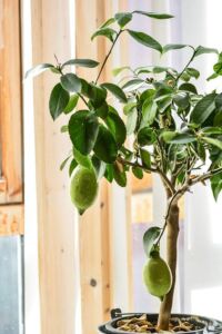 Cultivo de limón