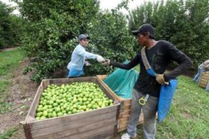Cultivo de limón - Cosecha de limón