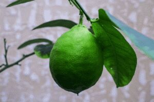 Cultivo de limón