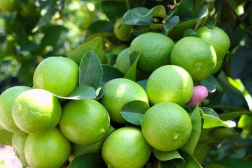 Cultivo de limón: manejo y plagas que lo afectan