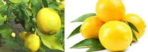 Limón interdonato (Citrus limon)