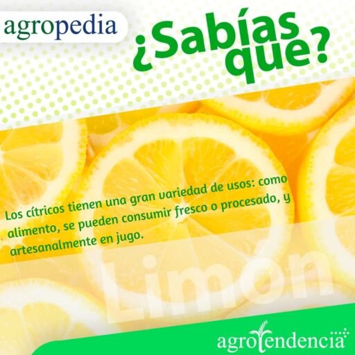 rodajas de limón y sus usos