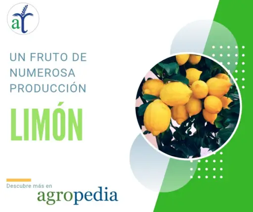 Rama con frutos de limón