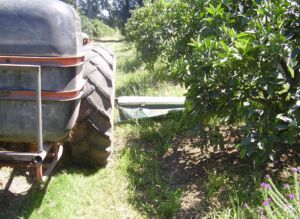 Cultivo de limón