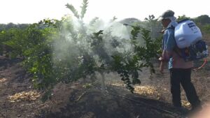 Cultivo de limón - Fumigación del limonero