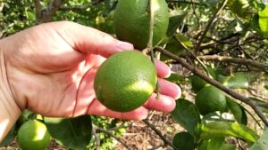 Limón