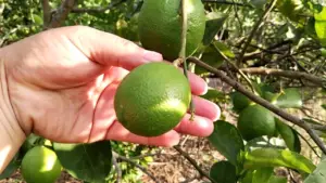Limón