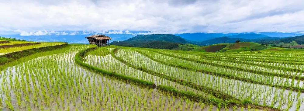 Cultivo de arroz en melgas