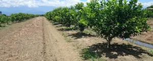 Cultivo de limón