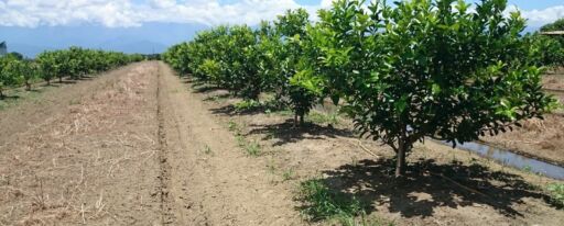 Plantación de plantas de limón en hileras 