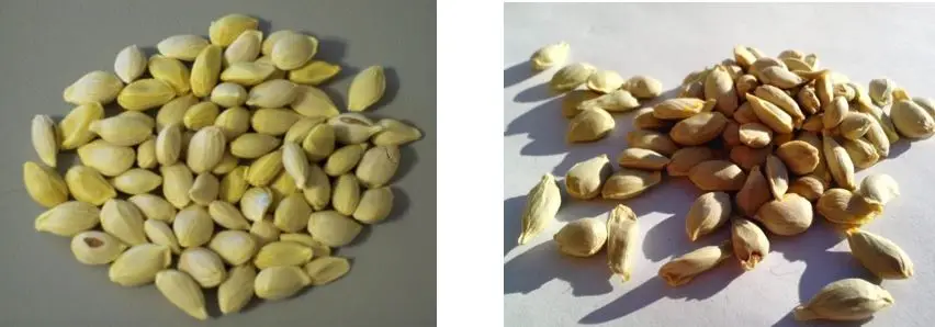 Tipos de semillas de limón