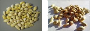 Semillas de Limón