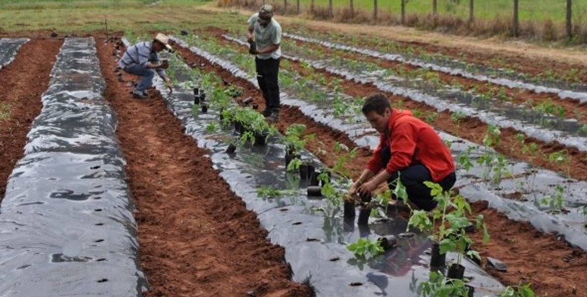 Hombres sembrando tomate en campo dentro de hileras cubiertas con plástico negro
