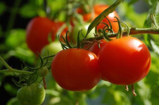 Cultivo de tomate: Cómo se realiza, plagas e importancia