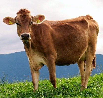 Tanque de acero inoxidable para lechería de vaca lechera, 25 L