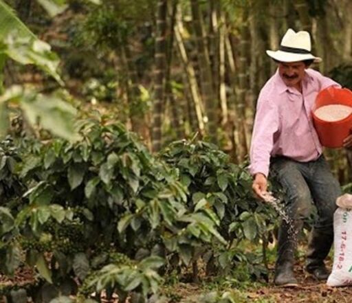 Cultivo de café - Fertilización del café