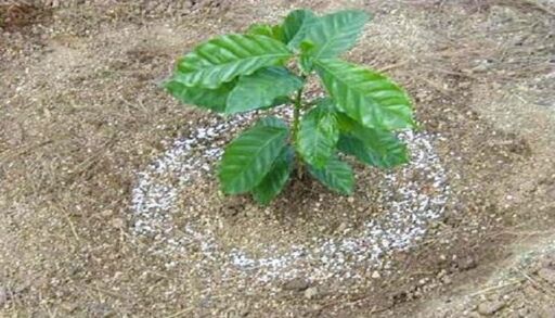 Cultivo de café - Plántula de café fertilizada