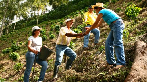 Cultivo de café -Trasplante de plántulas de café