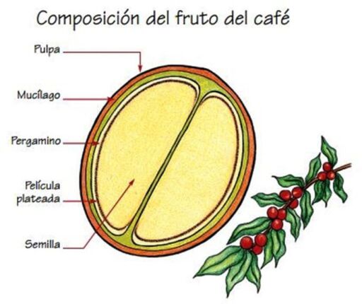 Cultivo de café - Fruto del café