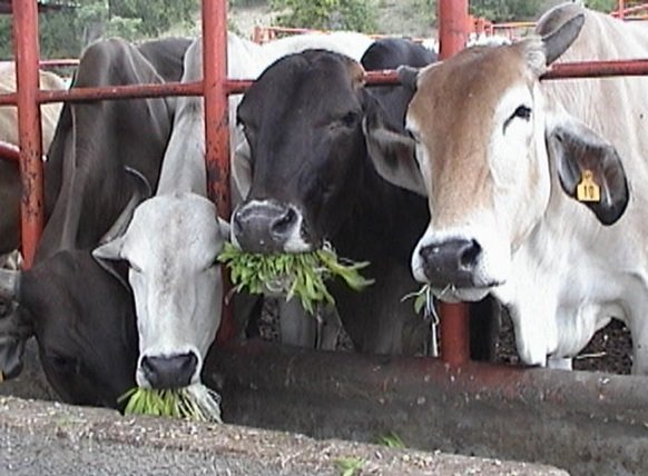 Vacas comiendo forraje en comederos de concreto y divididos por tubos de hierro