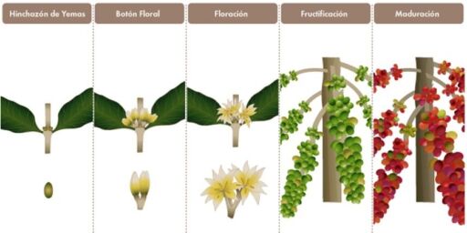 Cultivo de café - Fases reproductiva del cafeto