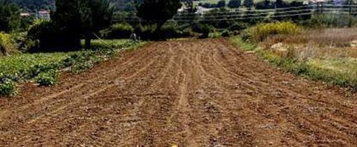 Cultivo de café - Preparación del terreno para el trasplante de plántulas de café