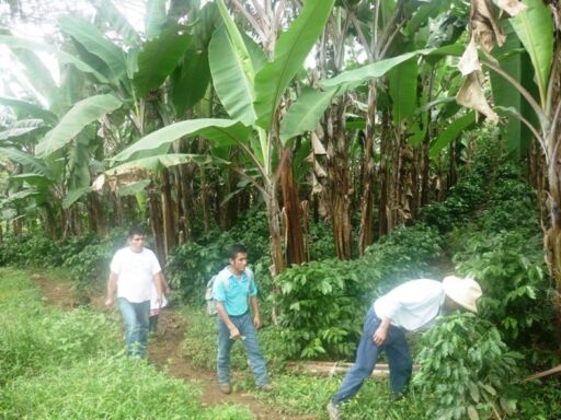 Cultivo de café con plantas de musáceas