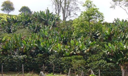 Cultivo de café - Manejo de la sombra en el café y barreras rompevientos
