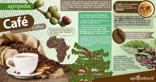 Cultivo de café - Infografía del café