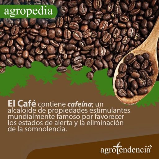 Cultivo de café - Granos de café