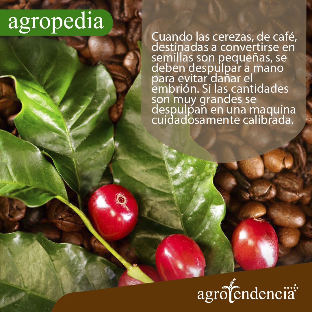 Cultivo de café - Hojas, granos tiernos y secos del café