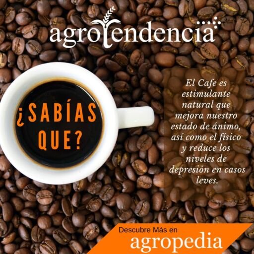 Cultivo de café - Una taza de café sobre granos de café