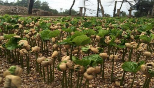 Cultivo de café - Plántulas de café germinado
