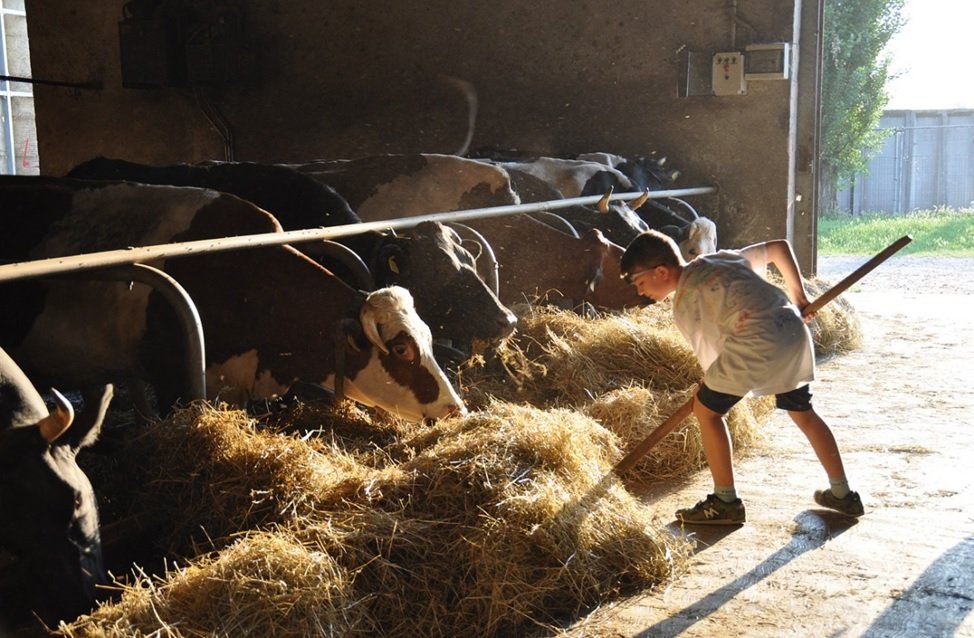 Producción de leche - Niño ofreciendo pasto a ganado lechero