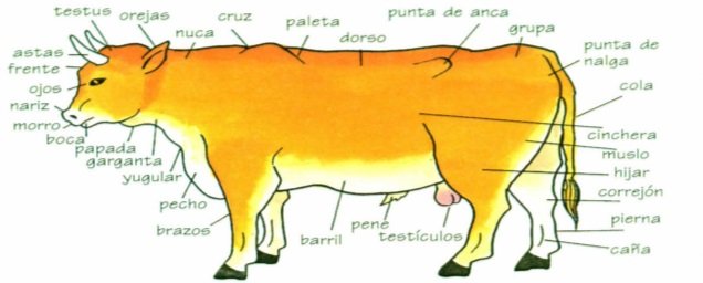 Figura de toro con la descripción de sus partes
