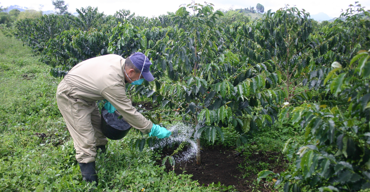 Hombre fertilizando manualmente un cultivo de café